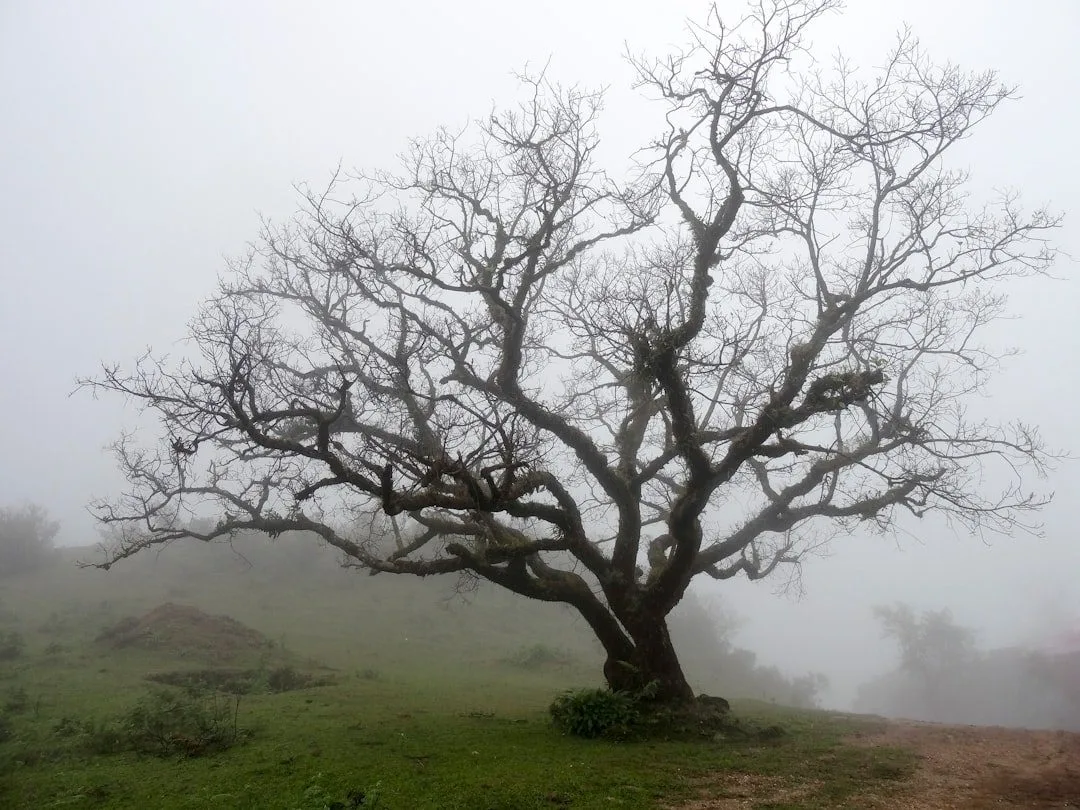 Website image