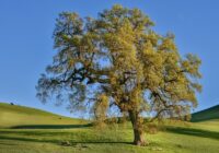 Planting Oaks