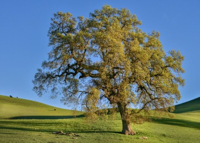 Planting Oaks