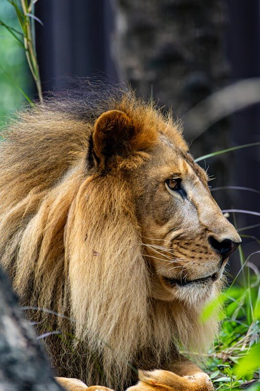 Lion