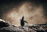 Flying Penguin