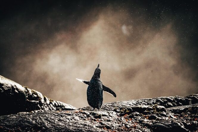 Flying Penguin