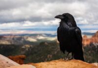 You can't cook a raven!