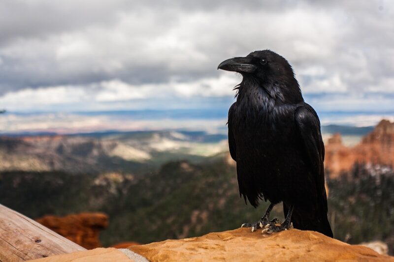 You can't cook a raven!
