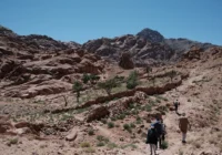 Sinai desert