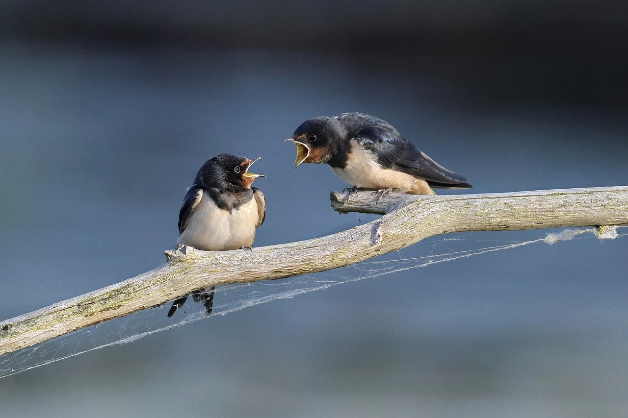 Quarrelling